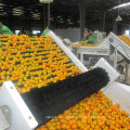 Professional Supplier for Fresh Baby Mandarin